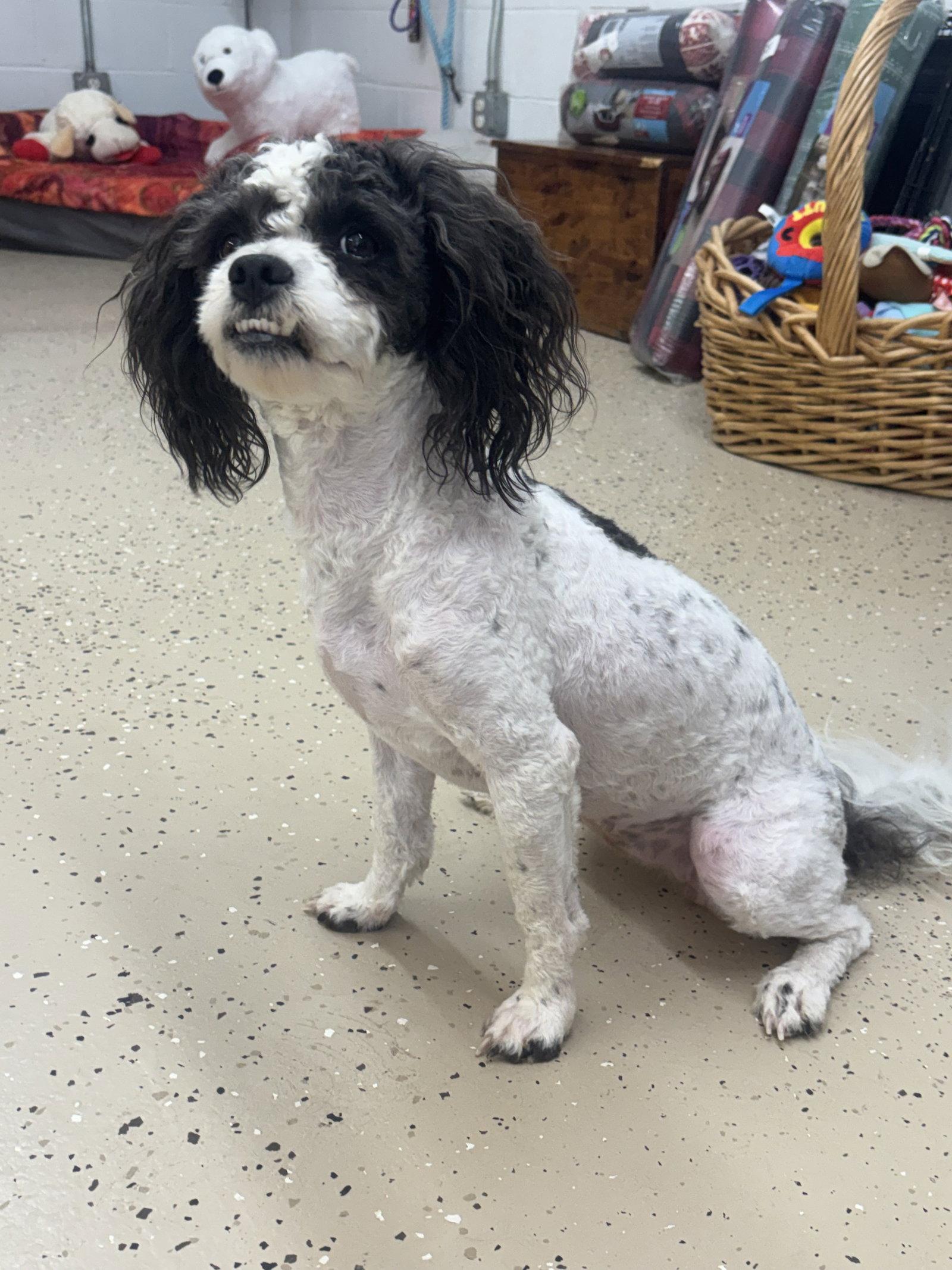 Cookie, Adoptable, Adult Female Shih Tzu.