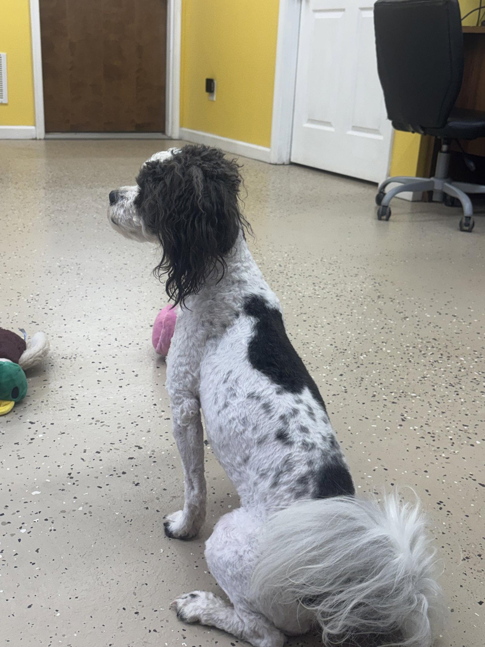 Enlarge Cookie, a Adoptable Shih Tzu in York, SC image 2/2