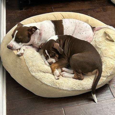 Enlarge Cooper, a Adopted mixed breed in Tallahassee, FL image 4/4