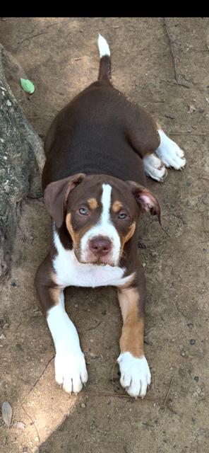 Cooper, Adopted, Puppy Male Foxhound.