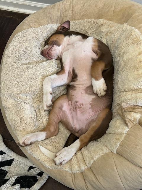 Enlarge Cooper, a Adopted mixed breed in Tallahassee, FL image 3/4