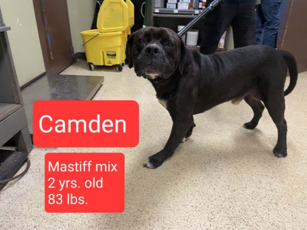 Camden