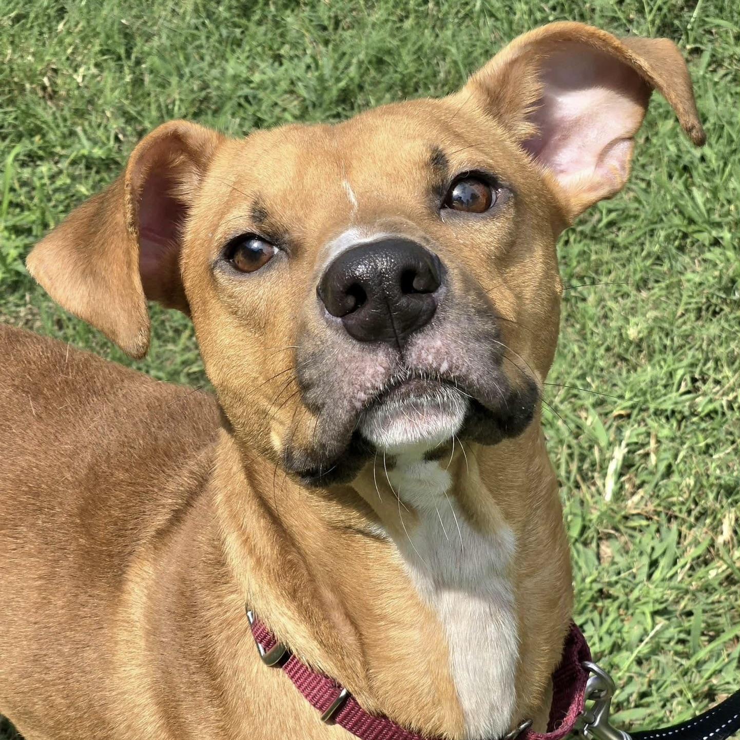 Elvis (20251016-05) — thumbnail 2