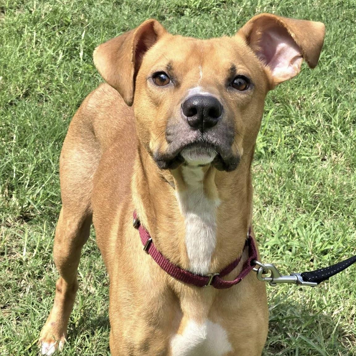 Elvis (20251016-05) — thumbnail 4