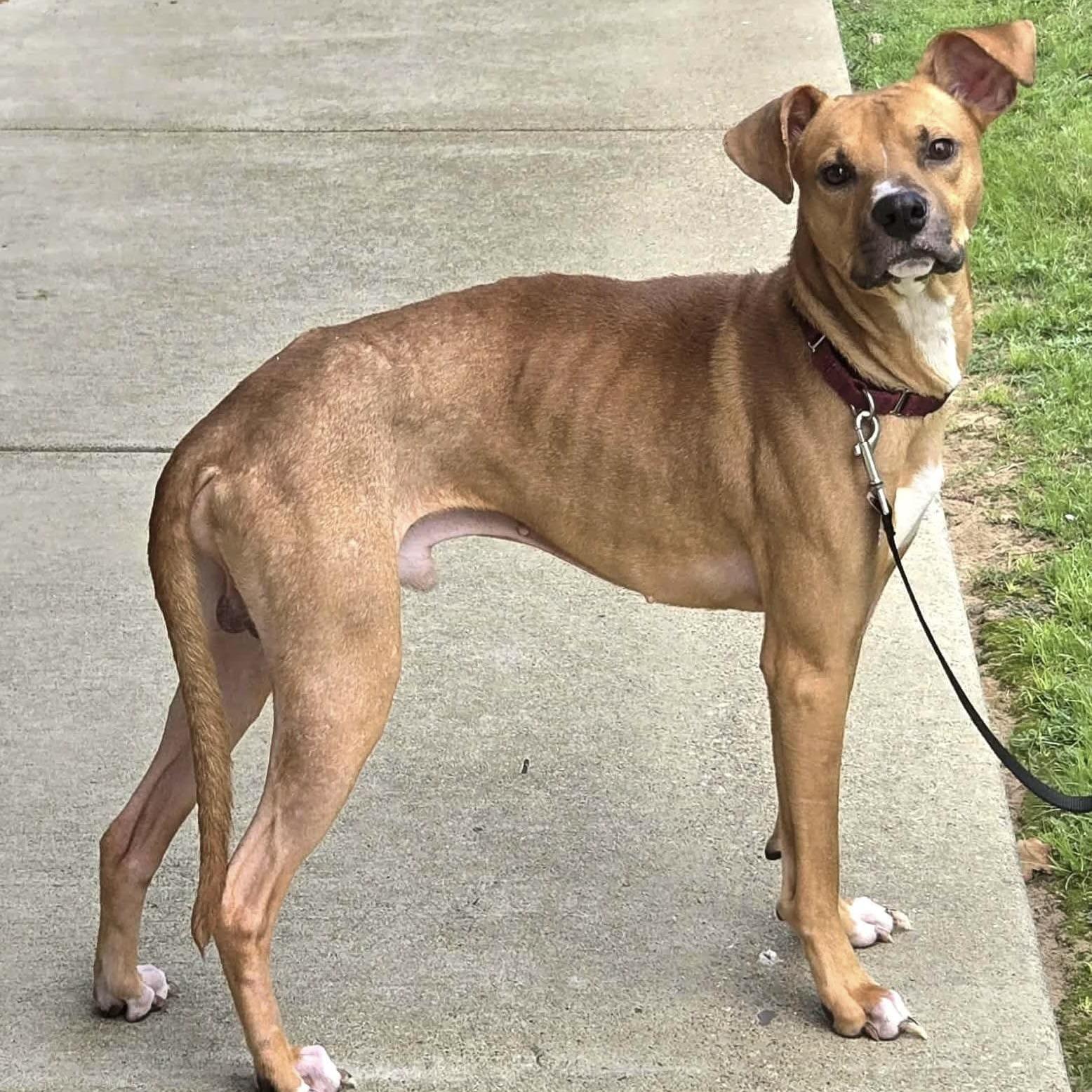 Elvis (20251016-05) — thumbnail 5