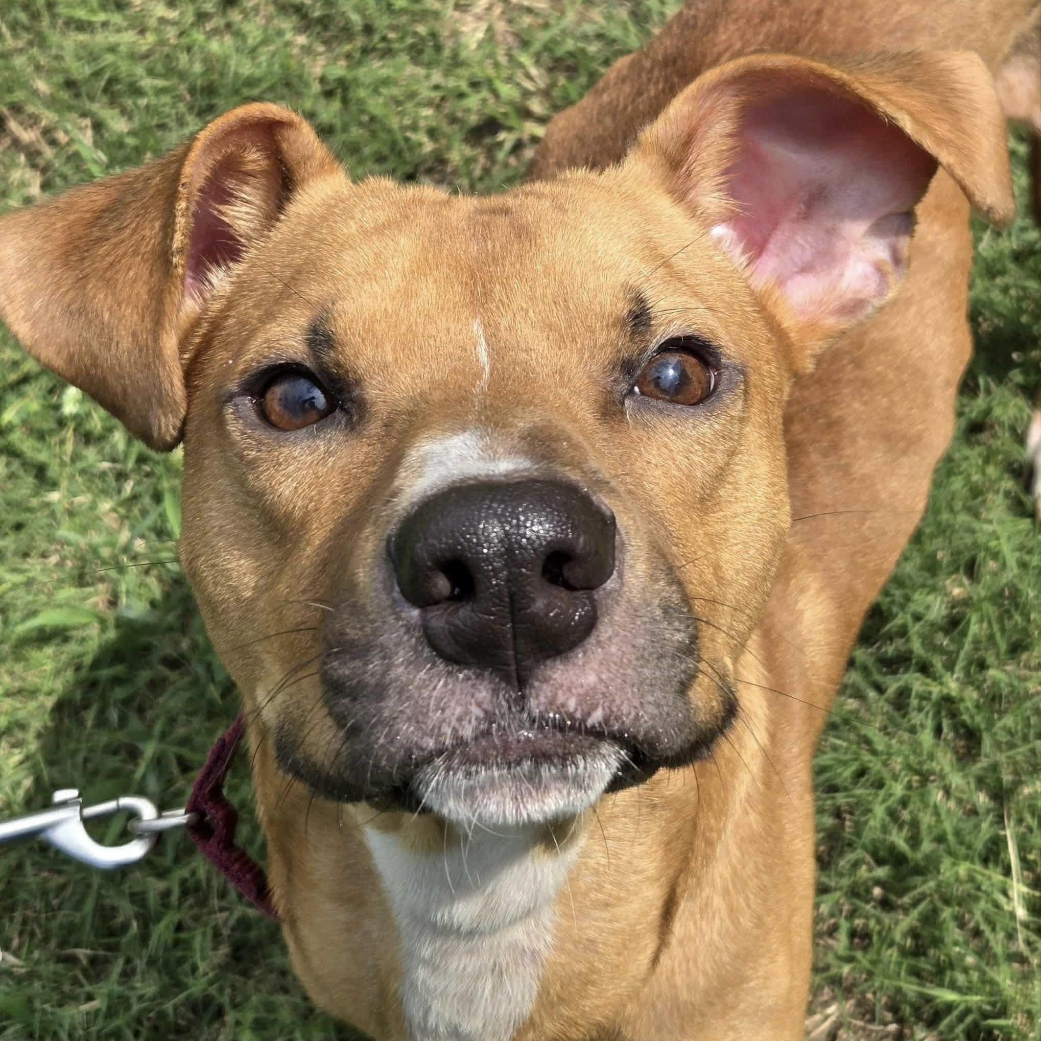 Elvis (20251016-05) — thumbnail 6