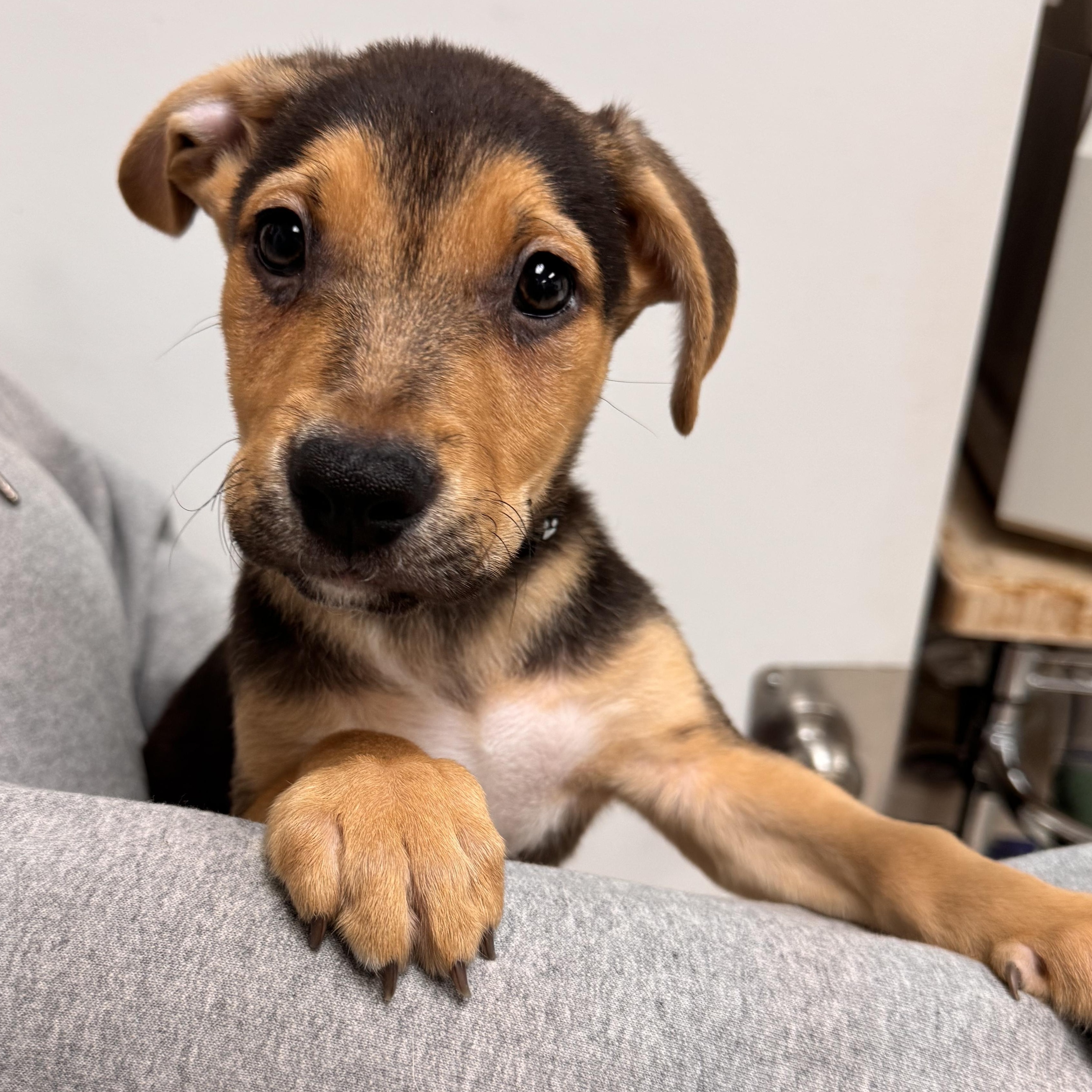Karlsson, Adoptable, Puppy Male Mixed Breed.