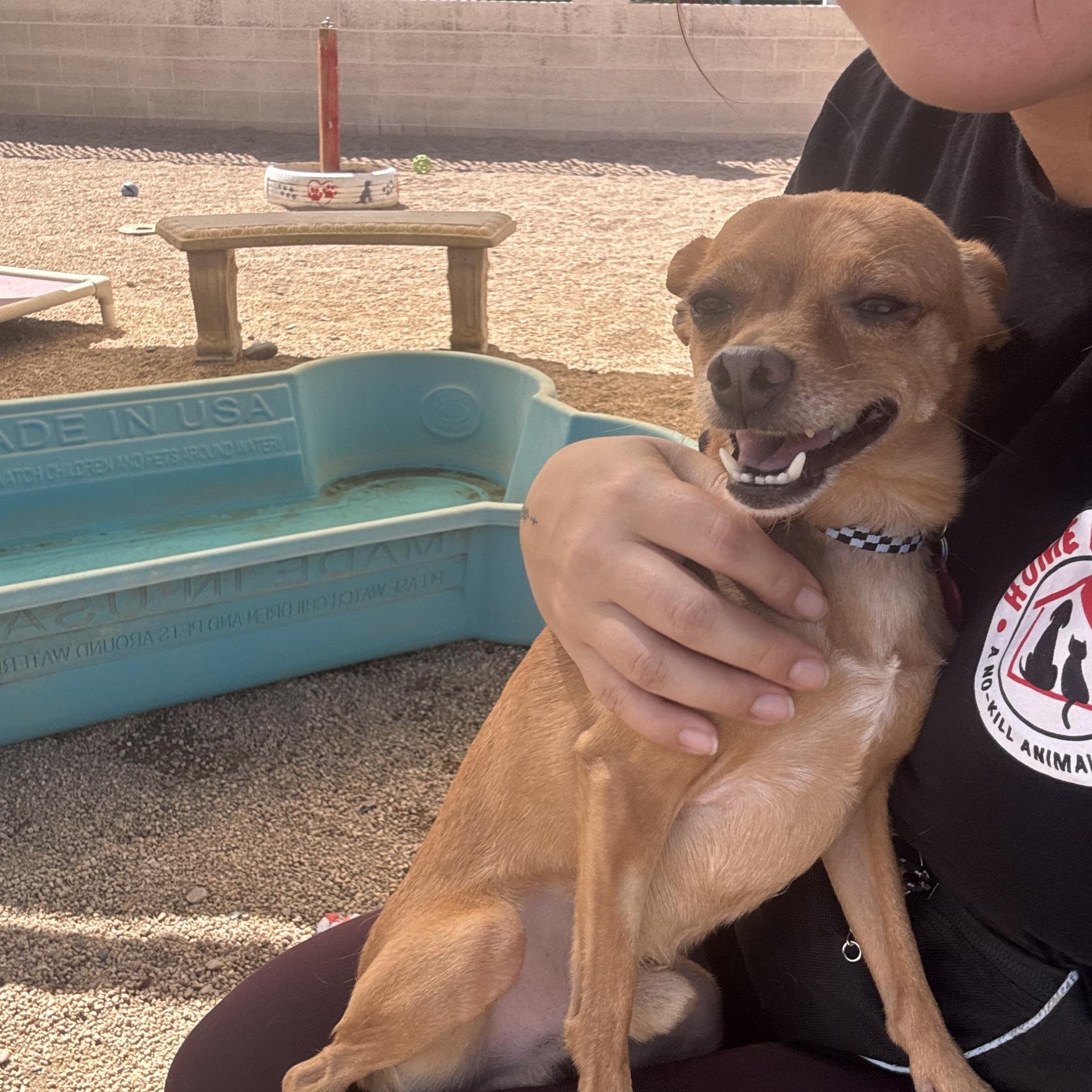 Enlarge Chilly, a Adoptable Chihuahua in Phoenix, AZ image 5/5