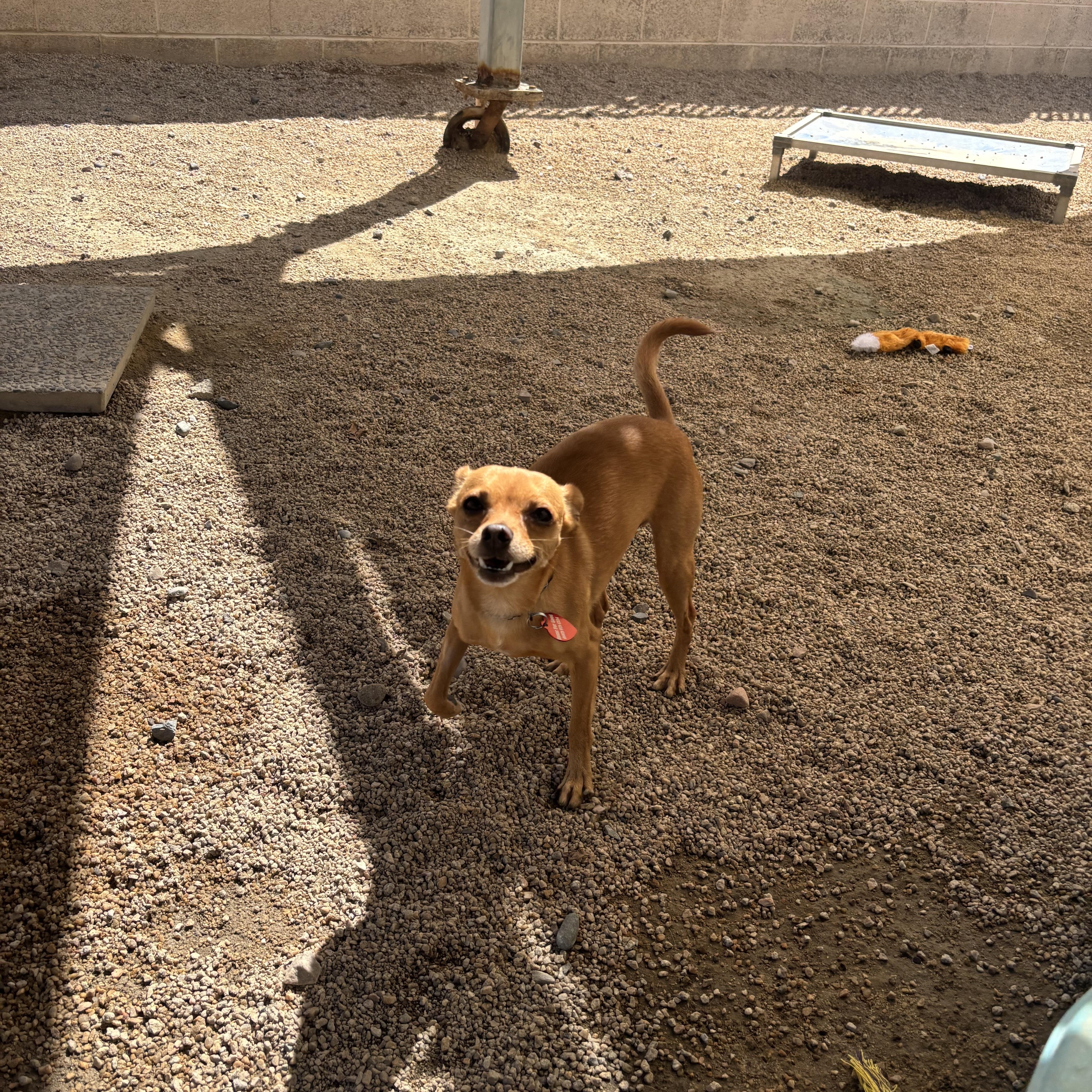 Enlarge Chilly, a Adoptable Chihuahua in Phoenix, AZ image 3/5