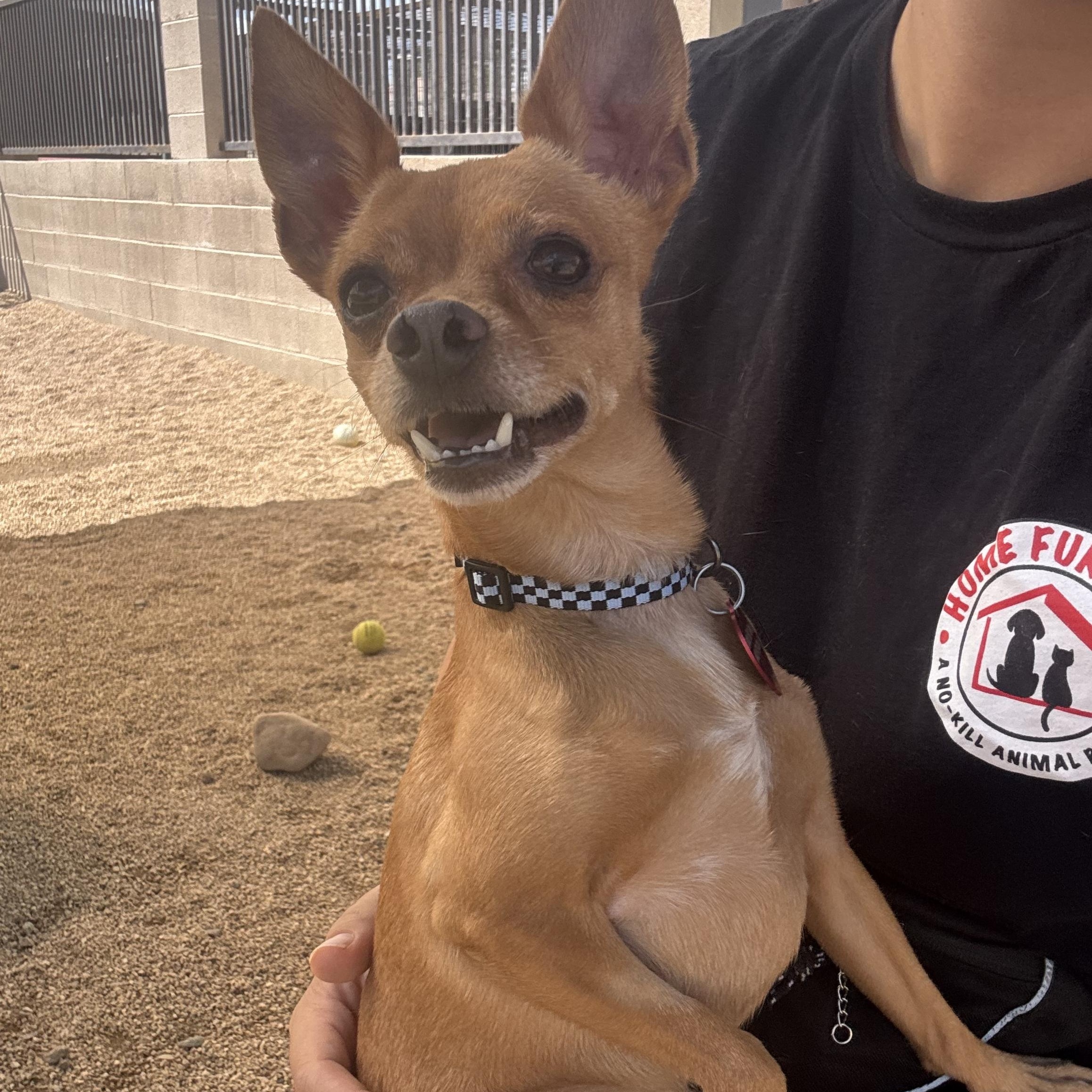 Chilly, Adoptable, Adult Male Chihuahua.