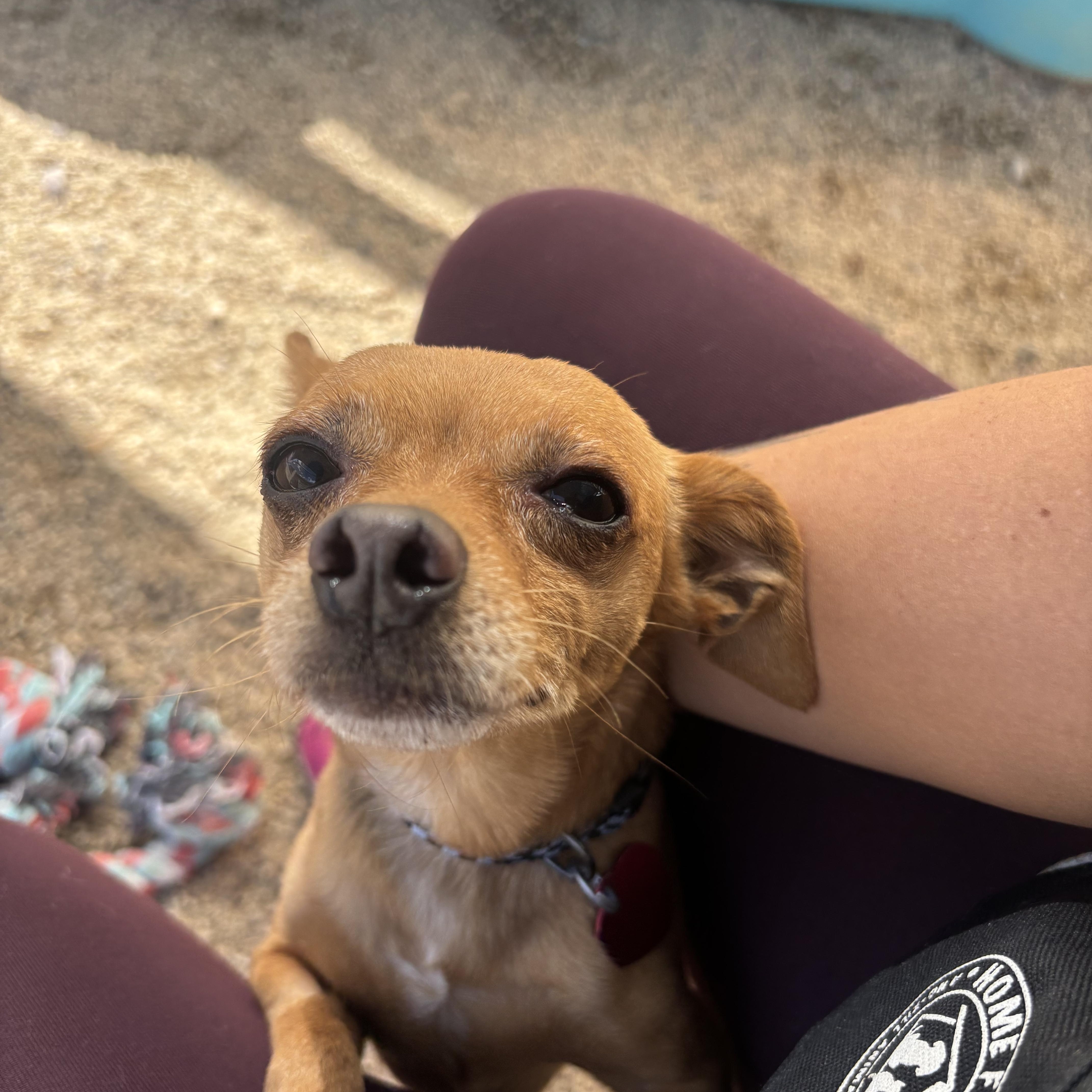 Enlarge Chilly, a Adoptable Chihuahua in Phoenix, AZ image 2/5