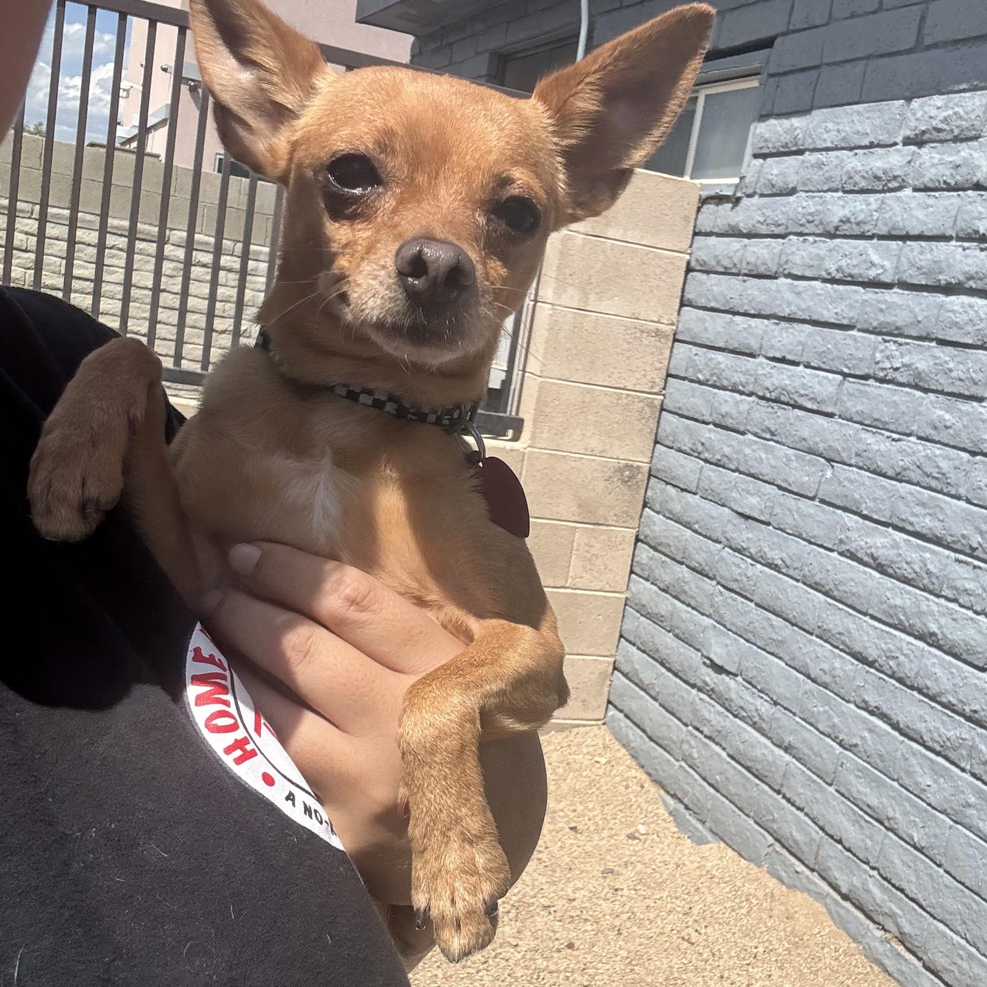 Enlarge Chilly, a Adoptable Chihuahua in Phoenix, AZ image 4/5