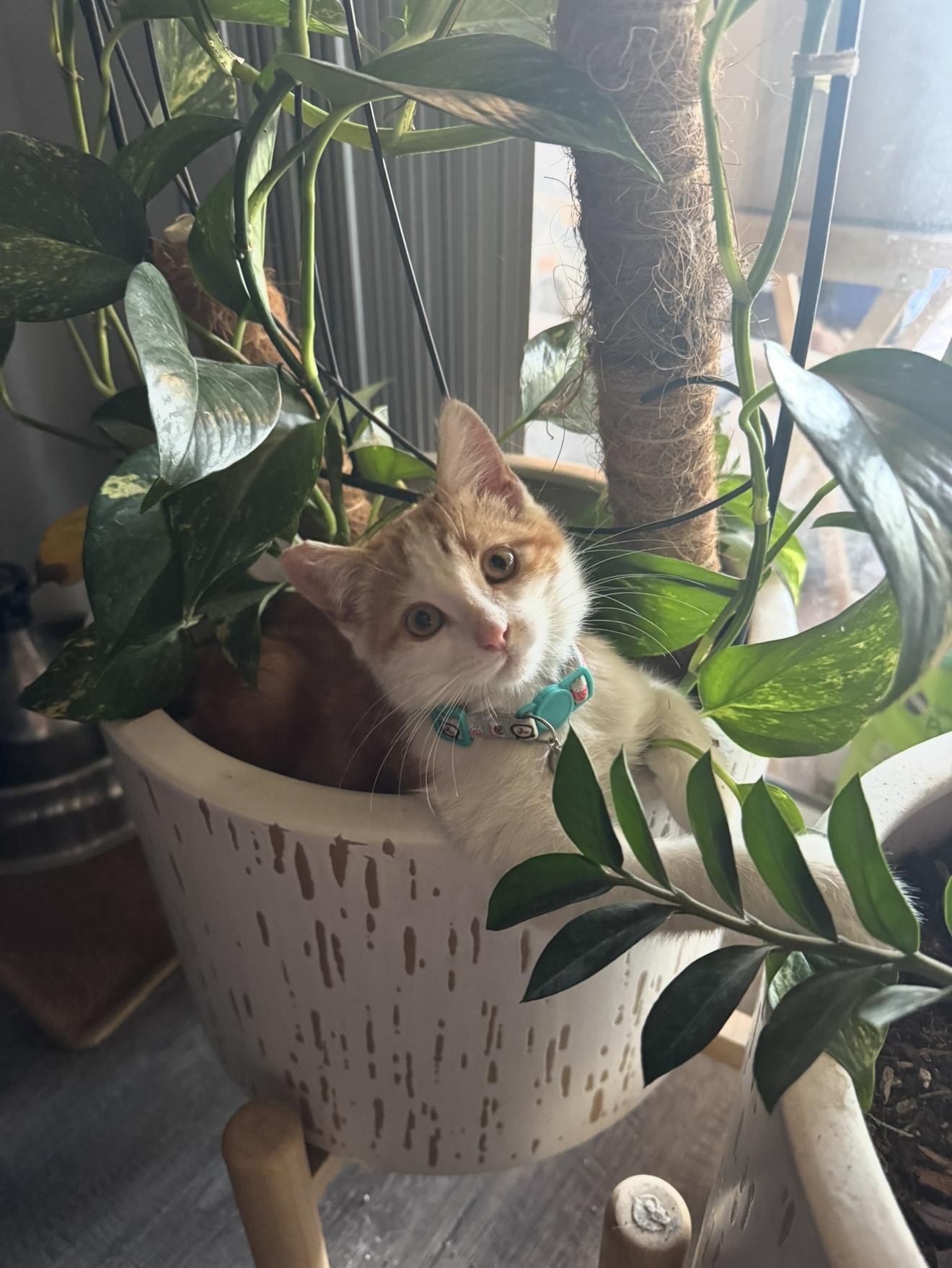 Buddy, Adoptable, Kitten Male Domestic Short Hair.