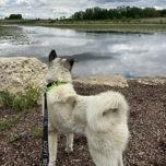 Enlarge Pelican, a Adoptable Mixed Breed in DeKalb, IL image 2/3