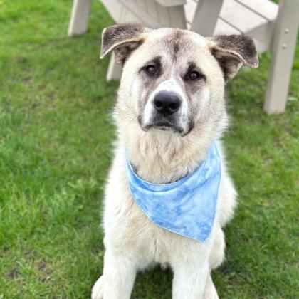 Enlarge Pelican, a Adoptable Mixed Breed in DeKalb, IL image 3/3