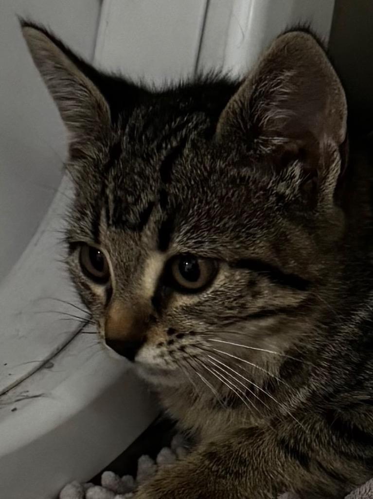 Kimmy 26, Adoptable, Kitten Female Tabby & Domestic Short Hair.