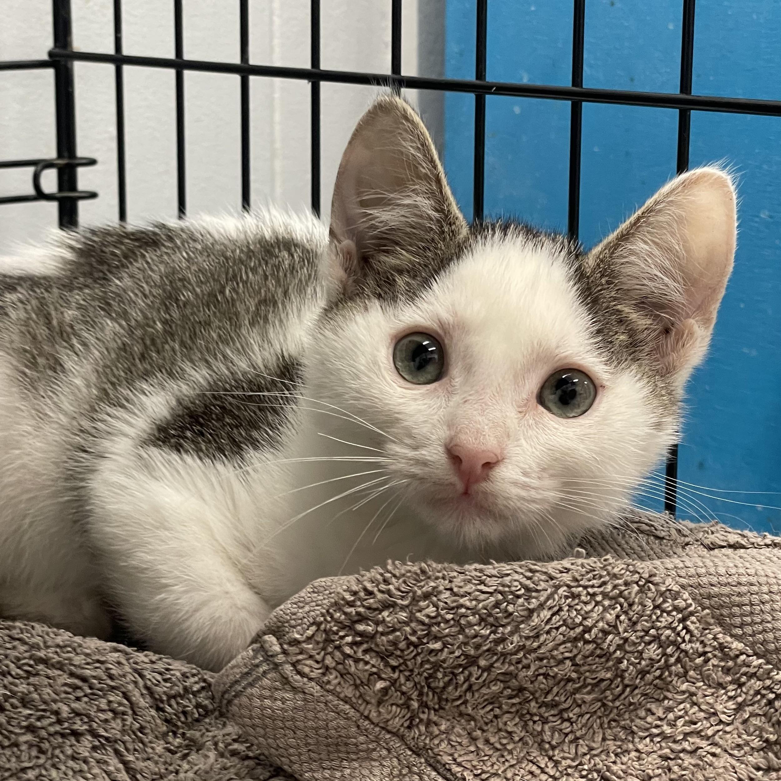 Enlarge Kiki, a ADOPTABLE Domestic Short Hair in Plano, TX image 2/3