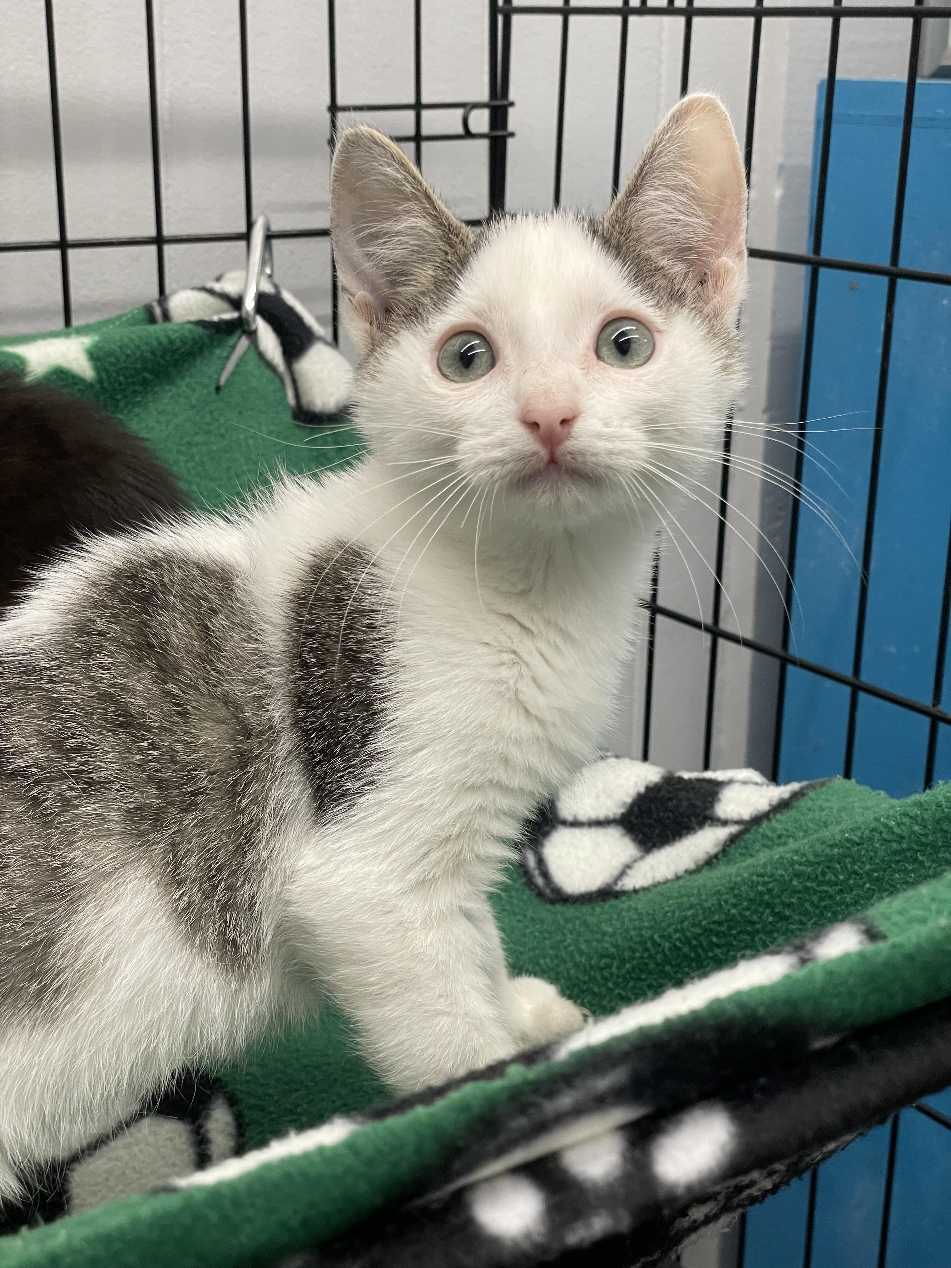 Enlarge Kiki, a ADOPTABLE Domestic Short Hair in Plano, TX image 3/3