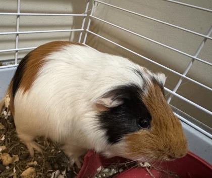 Cinnamon, Adoptable, Adult Male Guinea Pig.