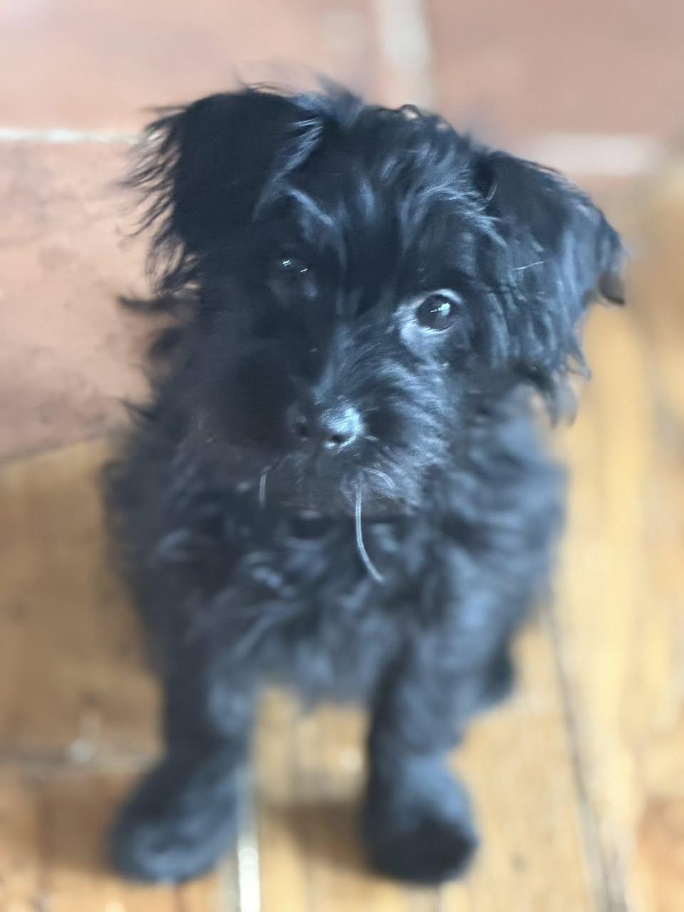 Chanel's Pup - Josh Allen, Adopted, Puppy Male Yorkshire Terrier & Poodle.