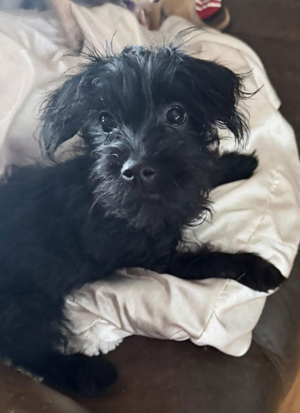 Chanel's Pup - Josh Allen, a Adopted mixed breed in Ashville, OH image 2/3