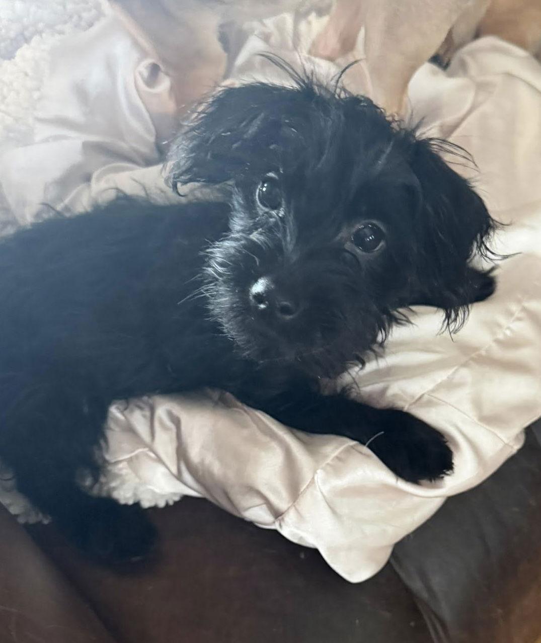 Chanel's Pup - Josh Allen, a Adopted mixed breed in Ashville, OH image 3/3