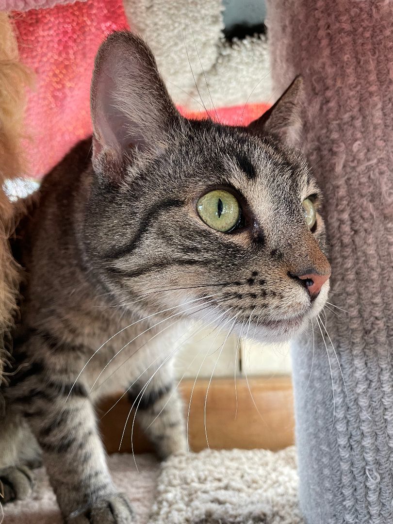 Austin , Adult Male Domestic Short Hair