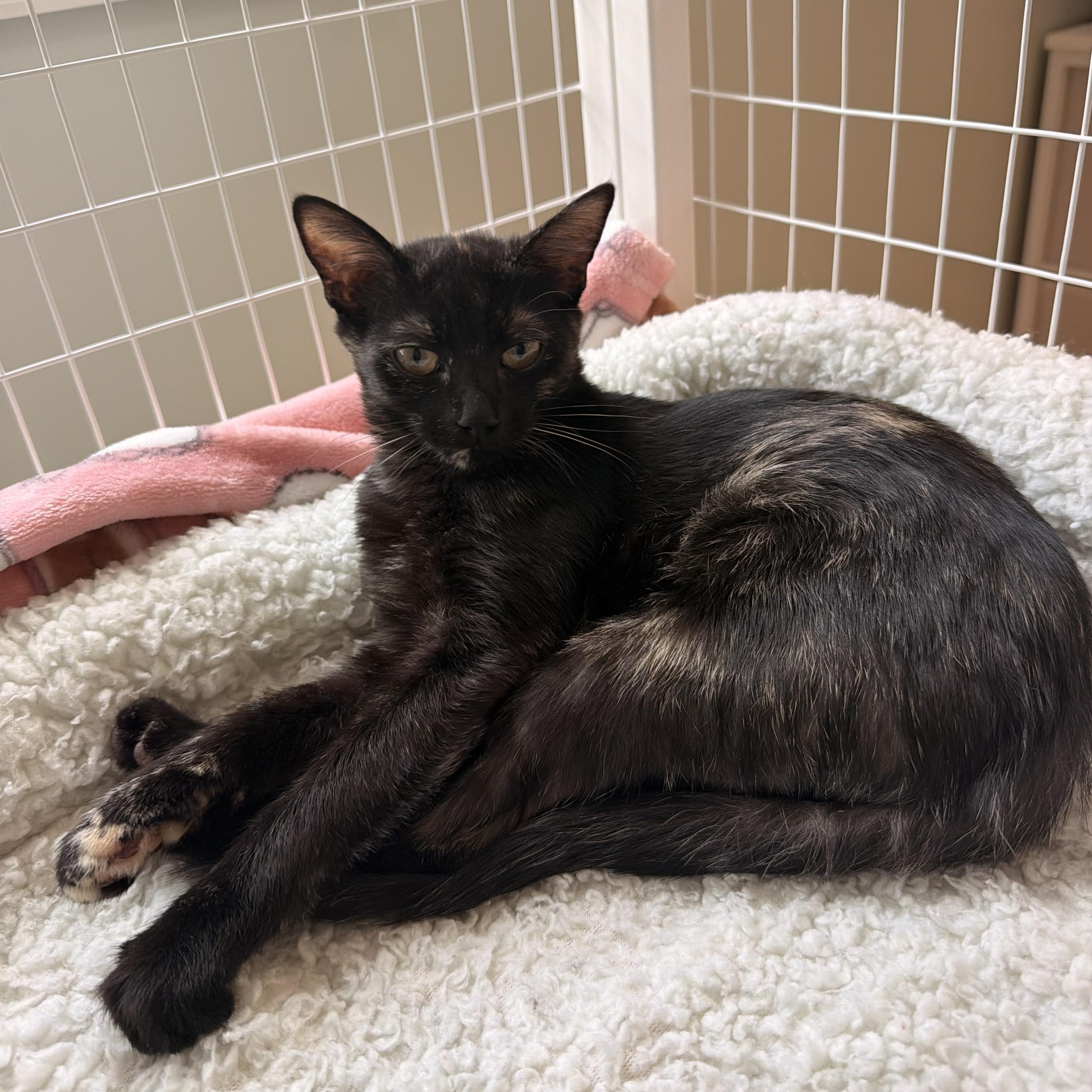 Tiramisu, ADOPTABLE, Kitten Female Tortoiseshell.