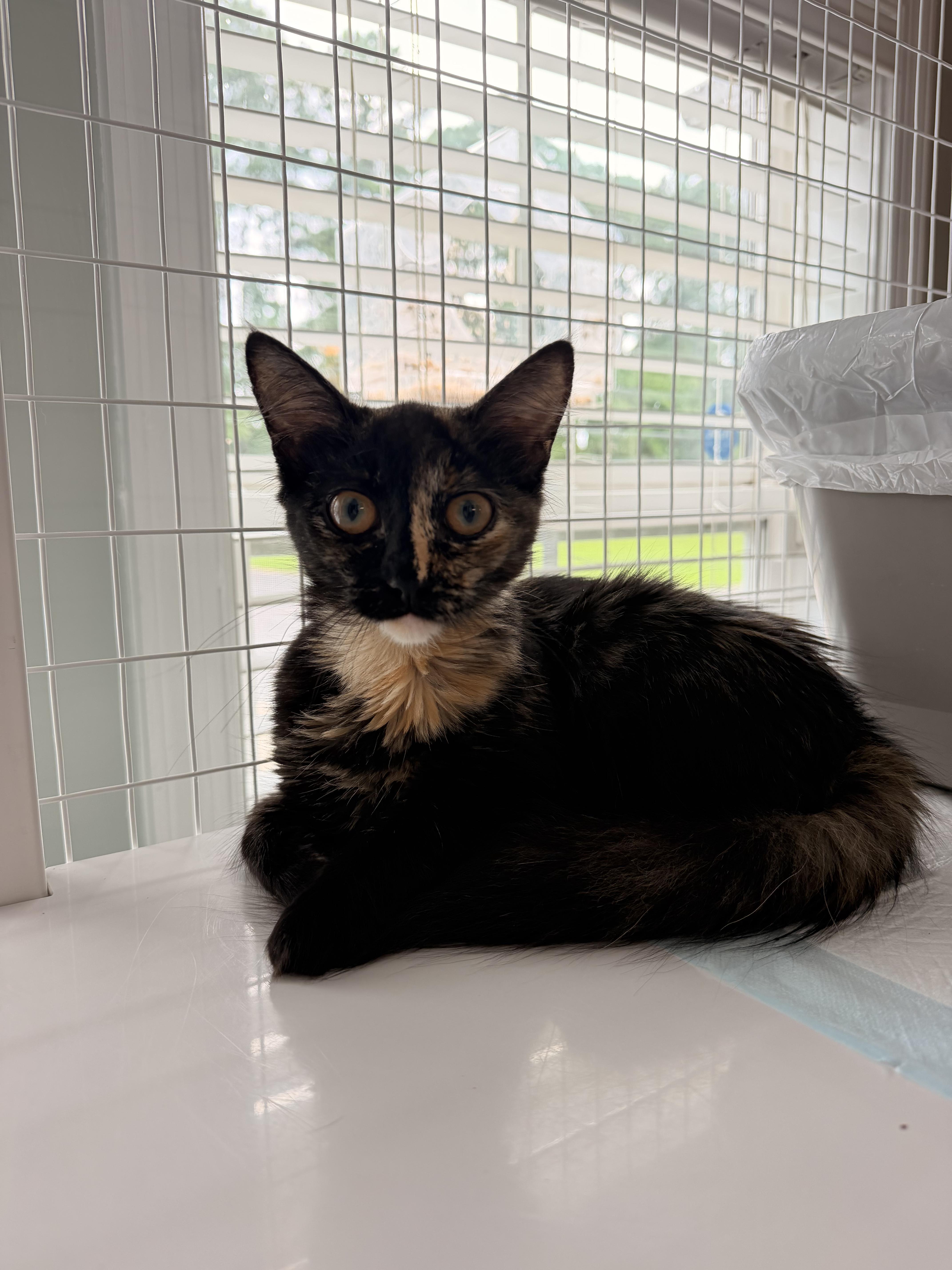 Enlarge Tiramisu, a ADOPTABLE Tortoiseshell in Suffolk, VA image 1/1