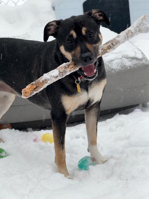 Tater, Adoptable, Young Female Mixed Breed.