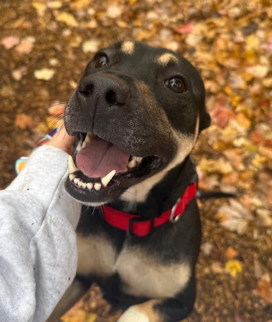 Enlarge Tater, a Adoptable Mixed Breed in Saranac Lake, NY image 1/2