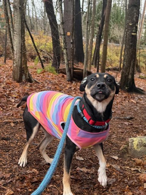 Enlarge Tater, a Adoptable Mixed Breed in Saranac Lake, NY image 2/2