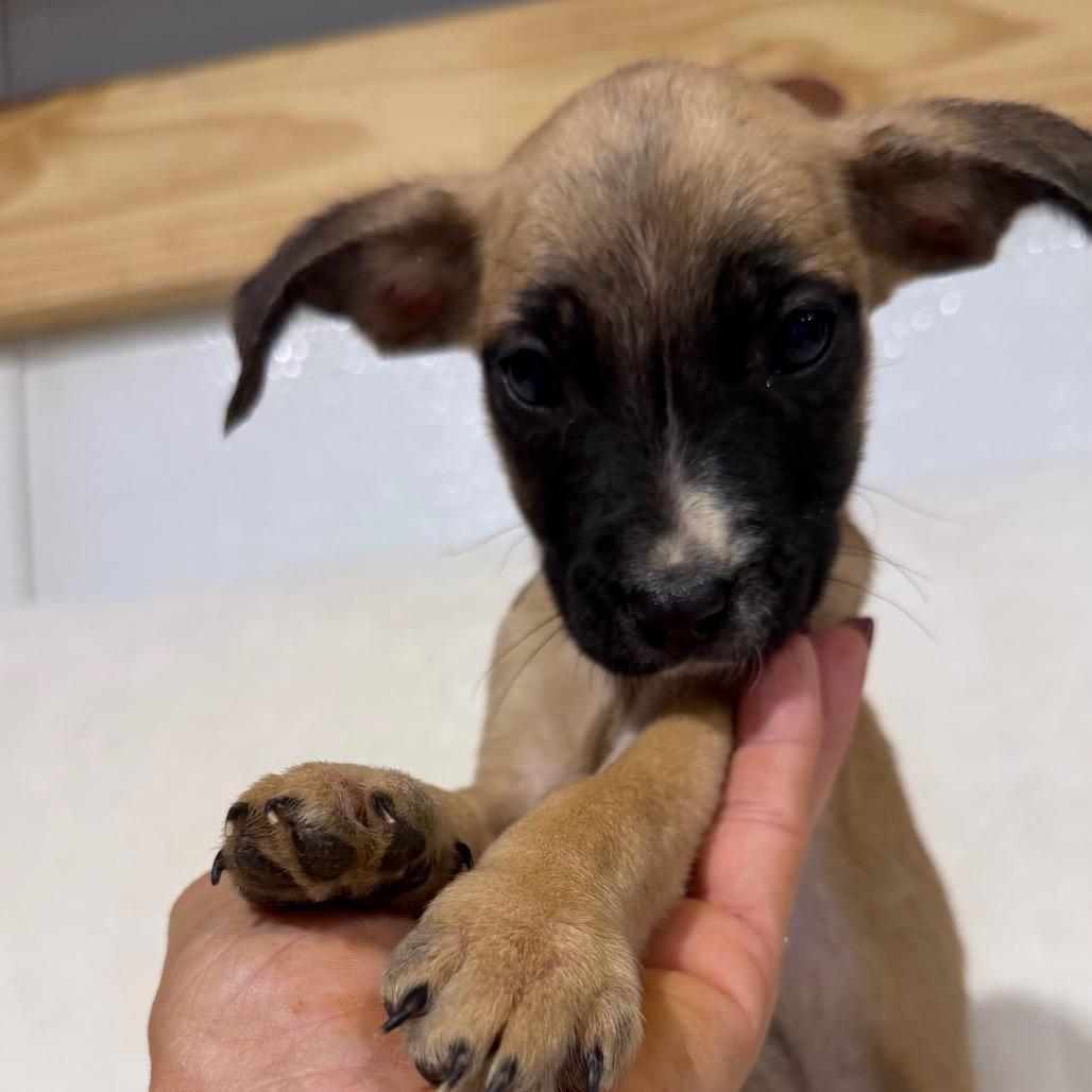 Pedro, Adoptable, Young Male Poodle & Pit Bull Terrier.