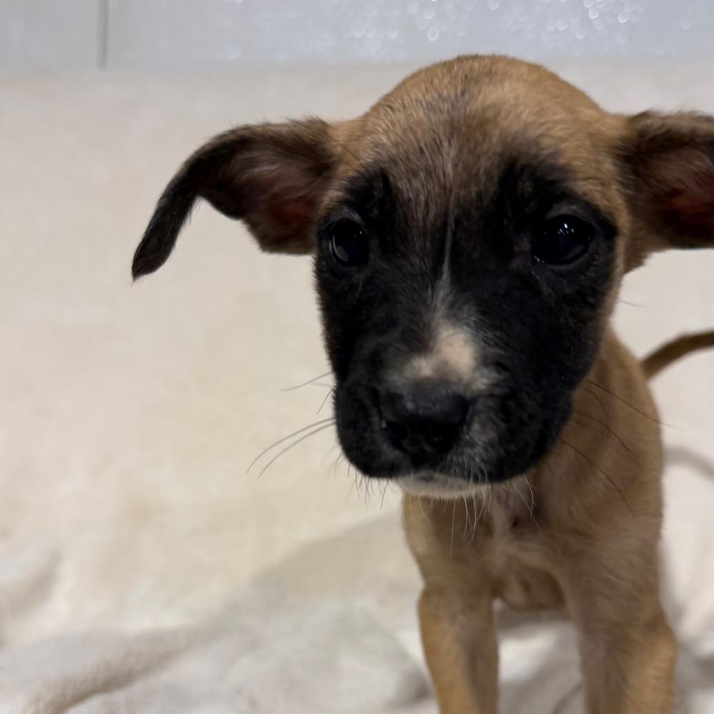 Enlarge Pedro, a Adoptable mixed breed in Duck River, TN image 2/6