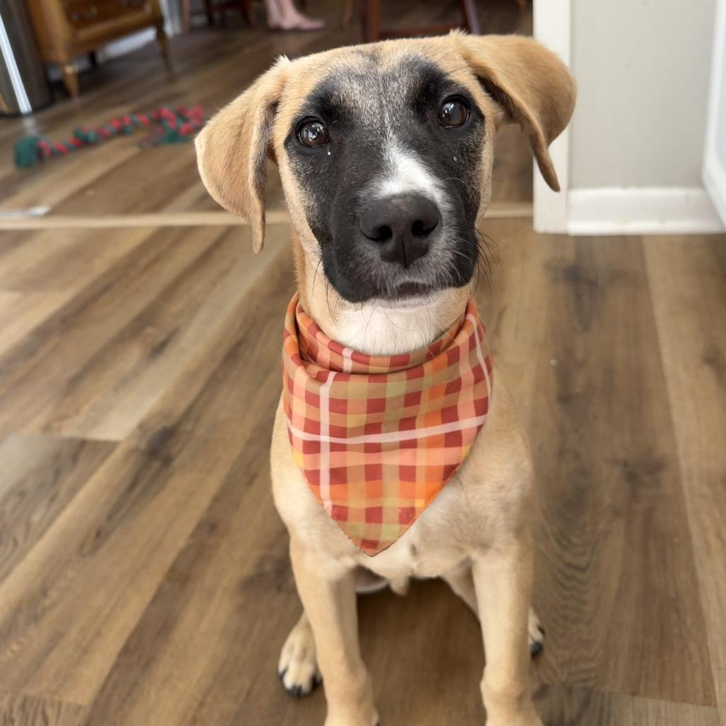 Enlarge Pedro, a Adoptable mixed breed in Duck River, TN image 3/6