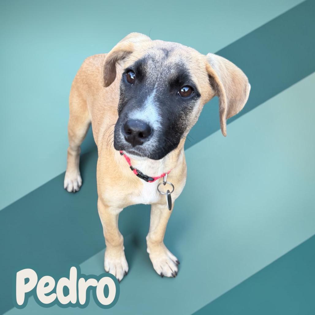 Enlarge Pedro, a Adoptable mixed breed in Duck River, TN image 4/6