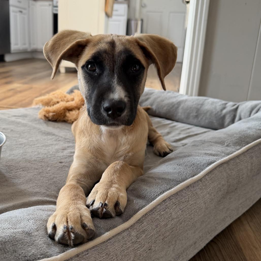 Enlarge Pedro, a Adoptable mixed breed in Duck River, TN image 5/6