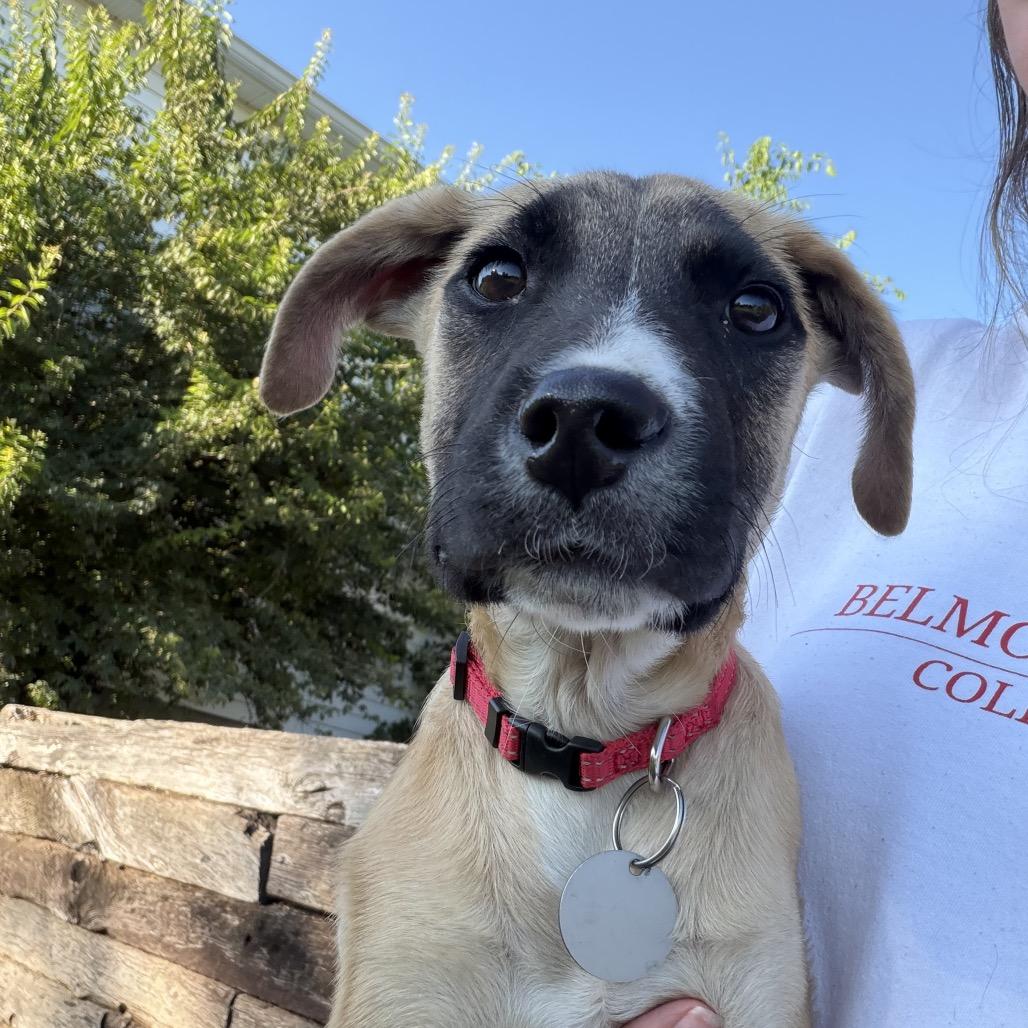 Enlarge Pedro, a Adoptable mixed breed in Duck River, TN image 6/6