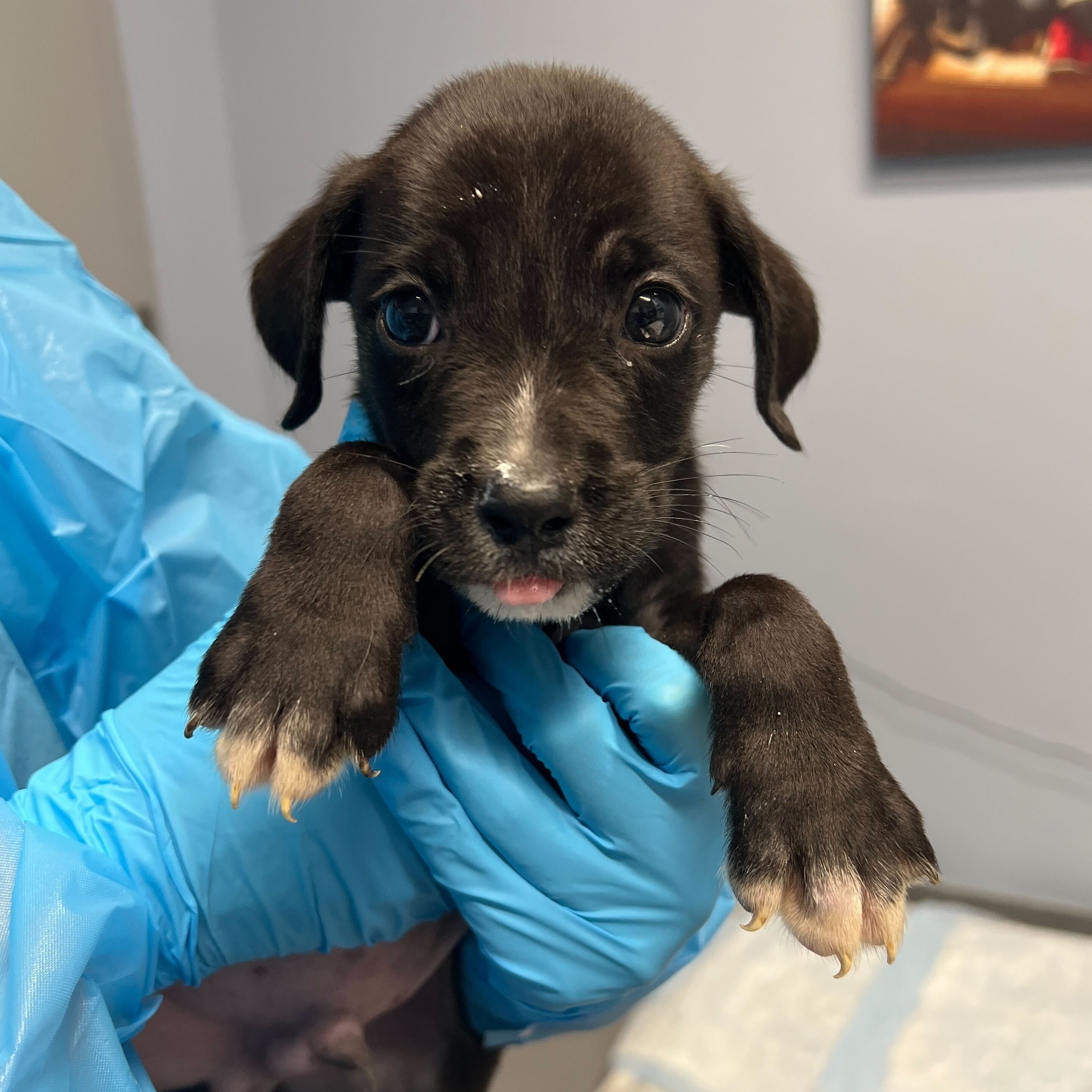 Dog for adoption Drew, a Mixed Breed in Canal Winchester, OH Petfinder