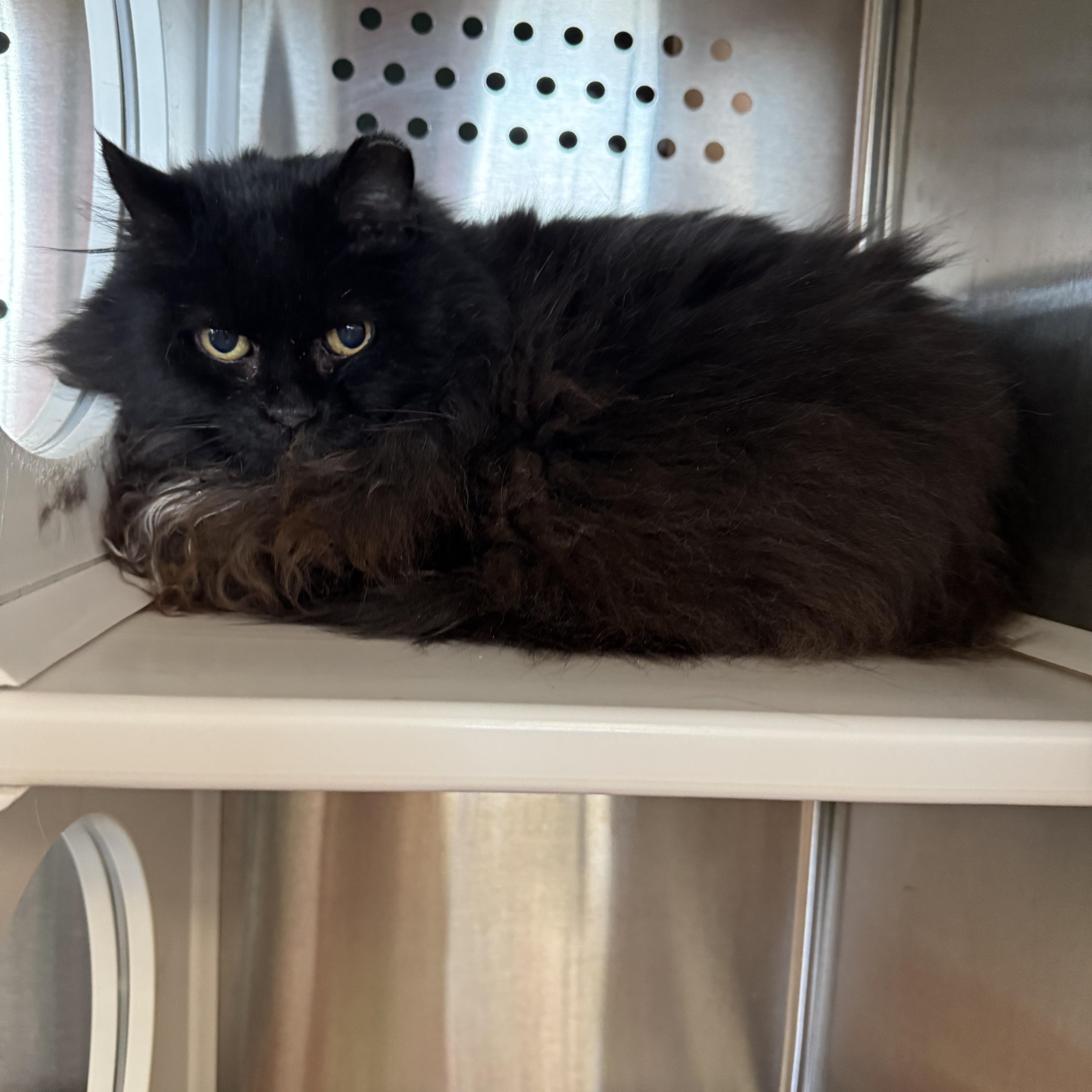 Enlarge Stormy, a Adoptable Domestic Long Hair in Seneca, PA image 4/4