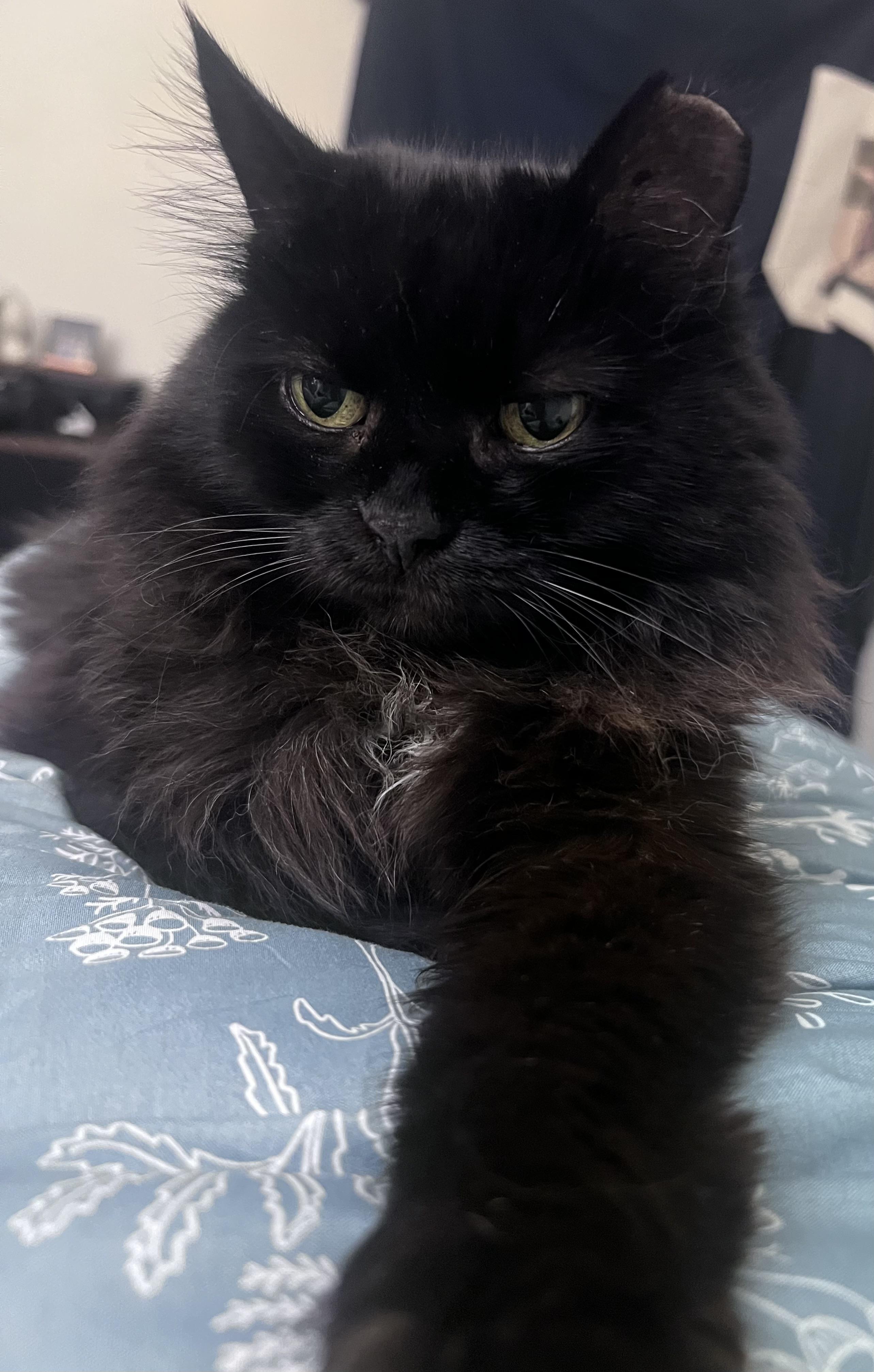 Stormy, a Adoptable Domestic Long Hair in Seneca, PA image 5/6
