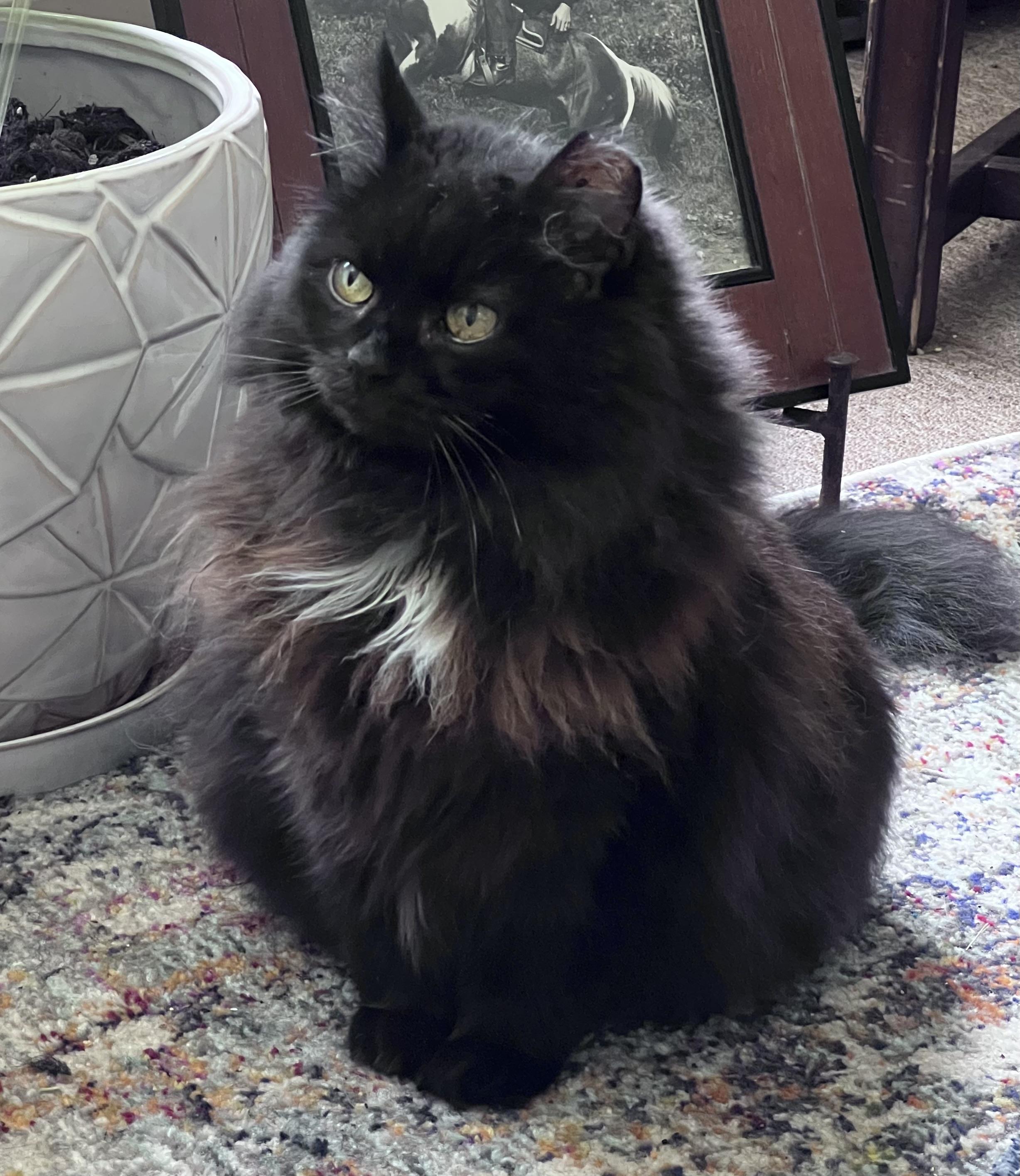 Stormy, a Adoptable Domestic Long Hair in Seneca, PA image 6/6