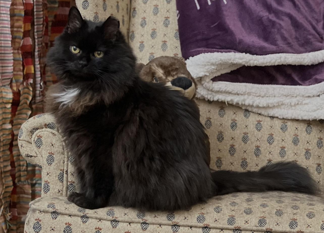 Stormy, Adoptable, Senior Male Domestic Long Hair.