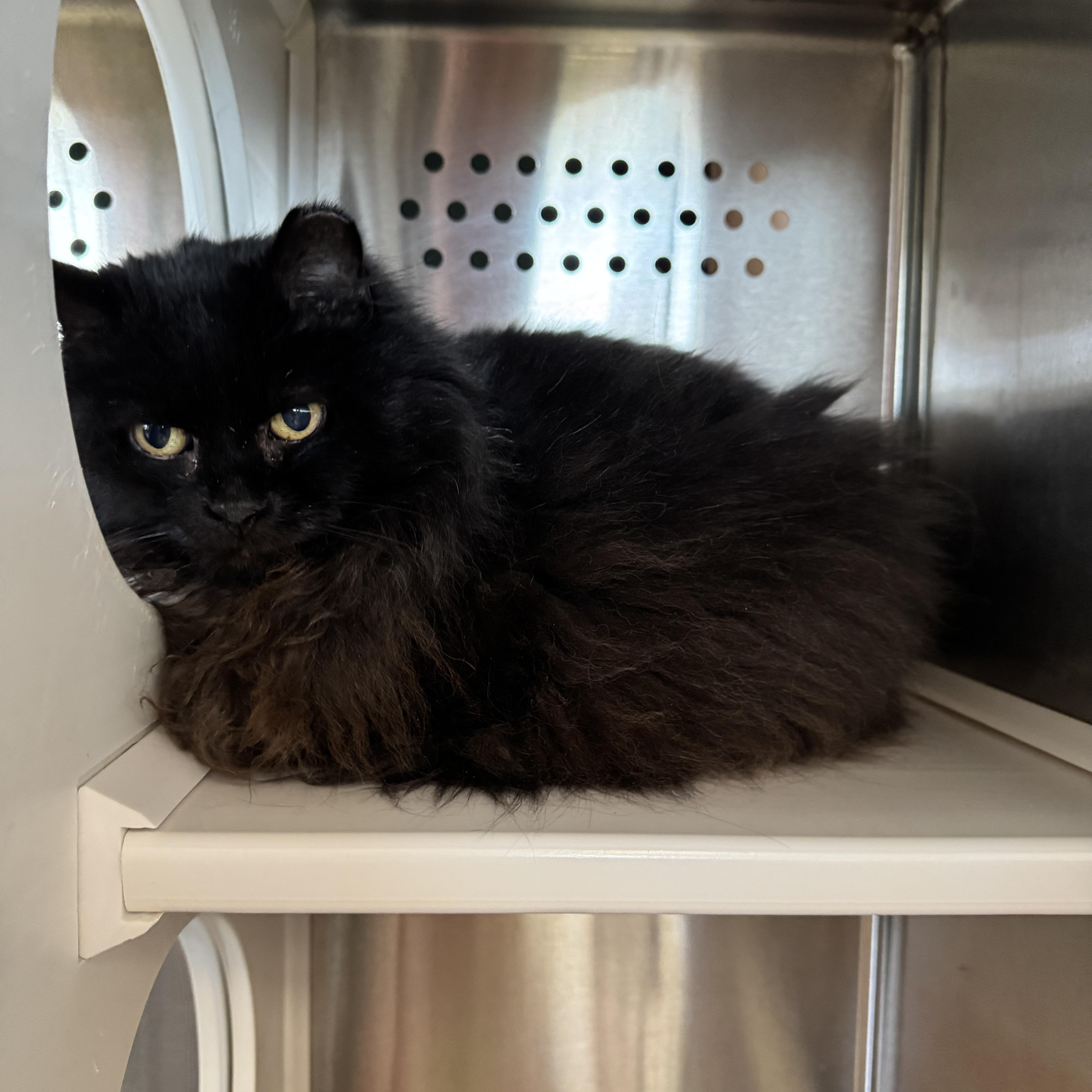Enlarge Stormy, a Adoptable Domestic Long Hair in Seneca, PA image 3/4