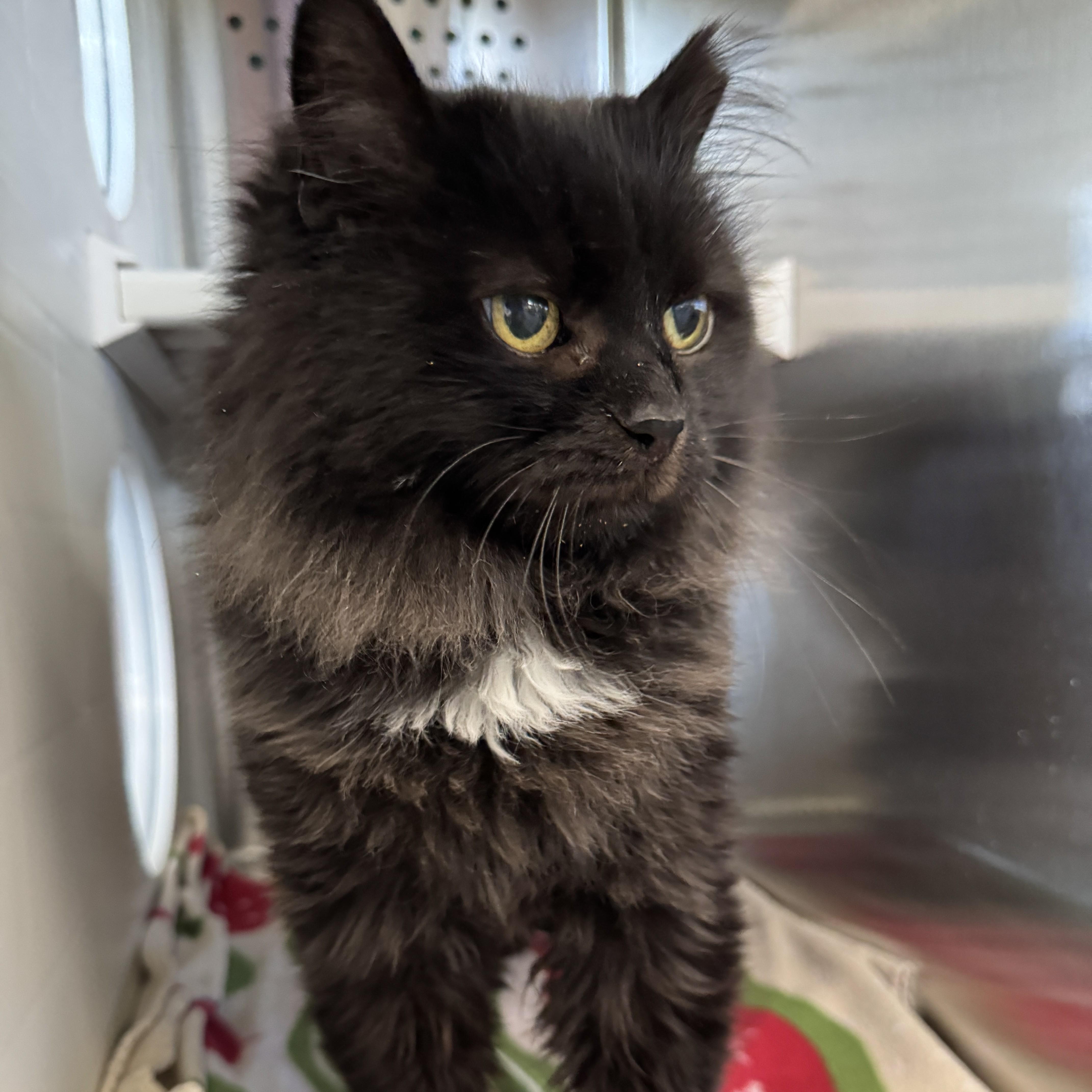 Stormy, Adoptable, Senior Male Domestic Long Hair.