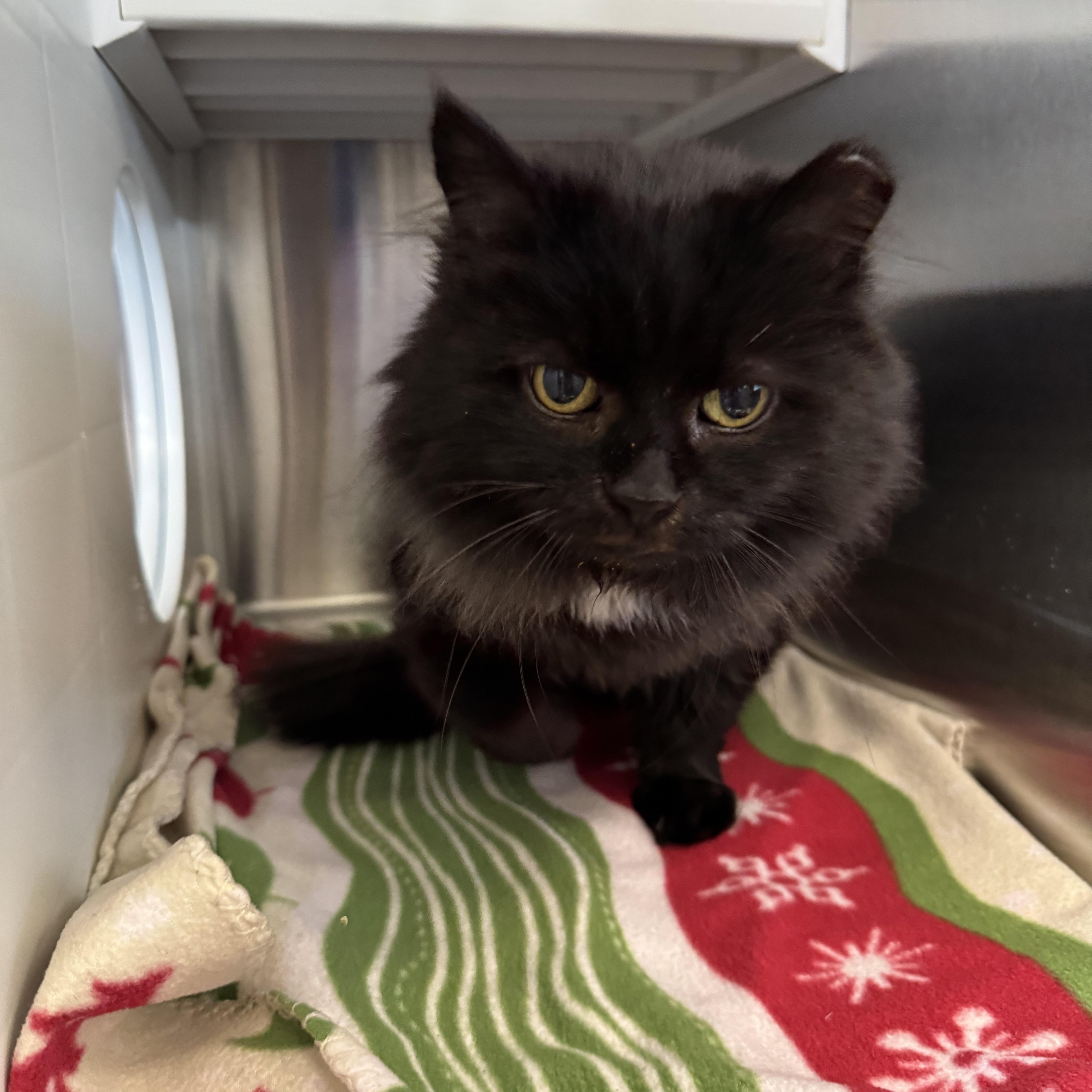 Enlarge Stormy, a Adoptable Domestic Long Hair in Seneca, PA image 2/4