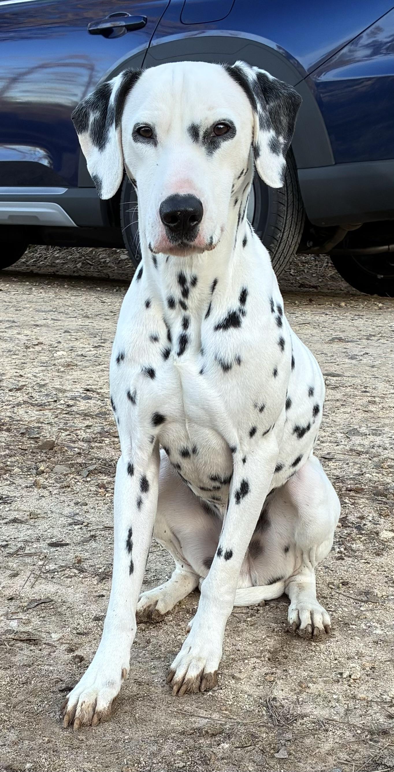 Vance The Sweetest Dalmatian