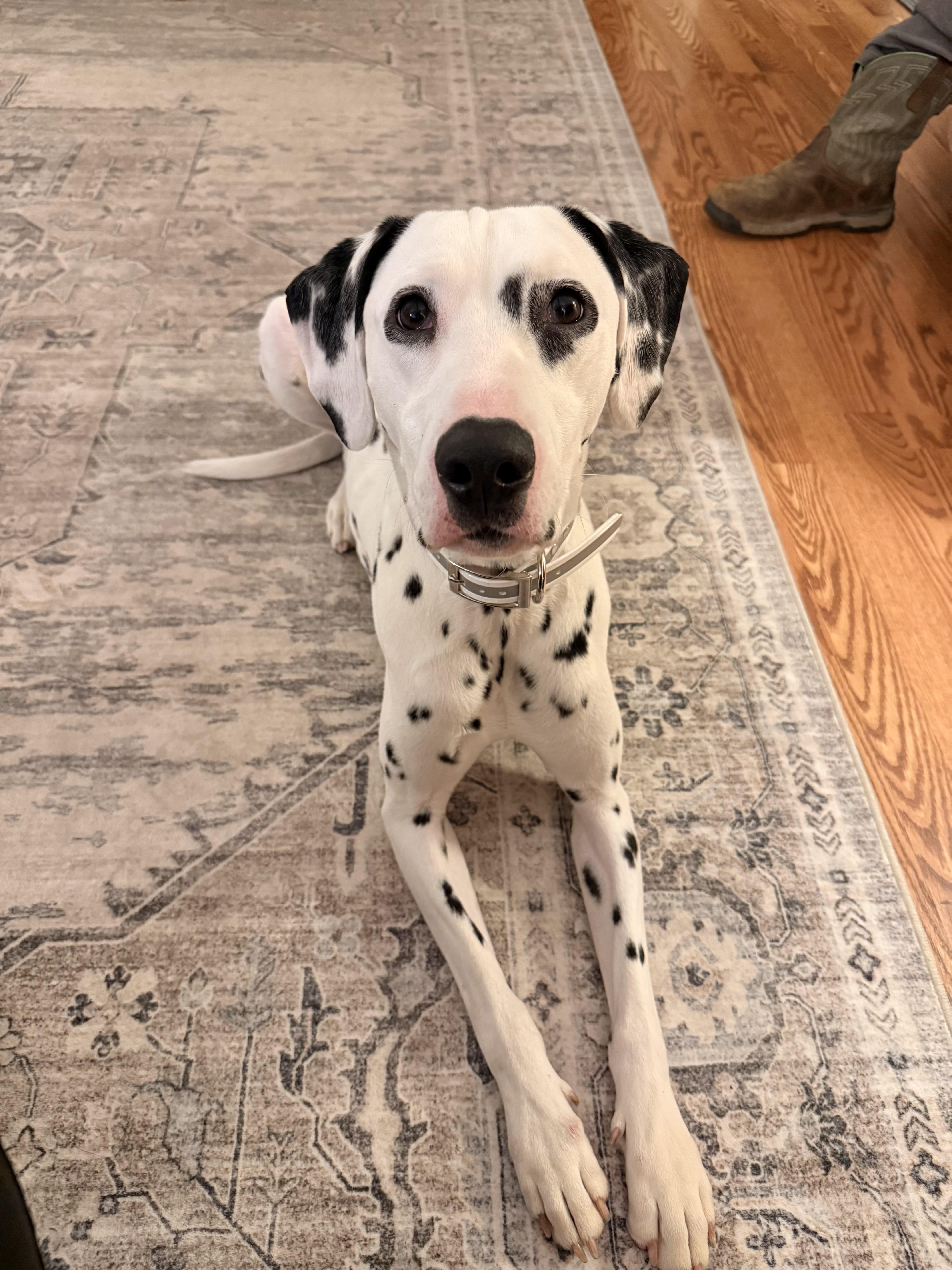 Vance The Sweetest Dalmatian thumbnail 2