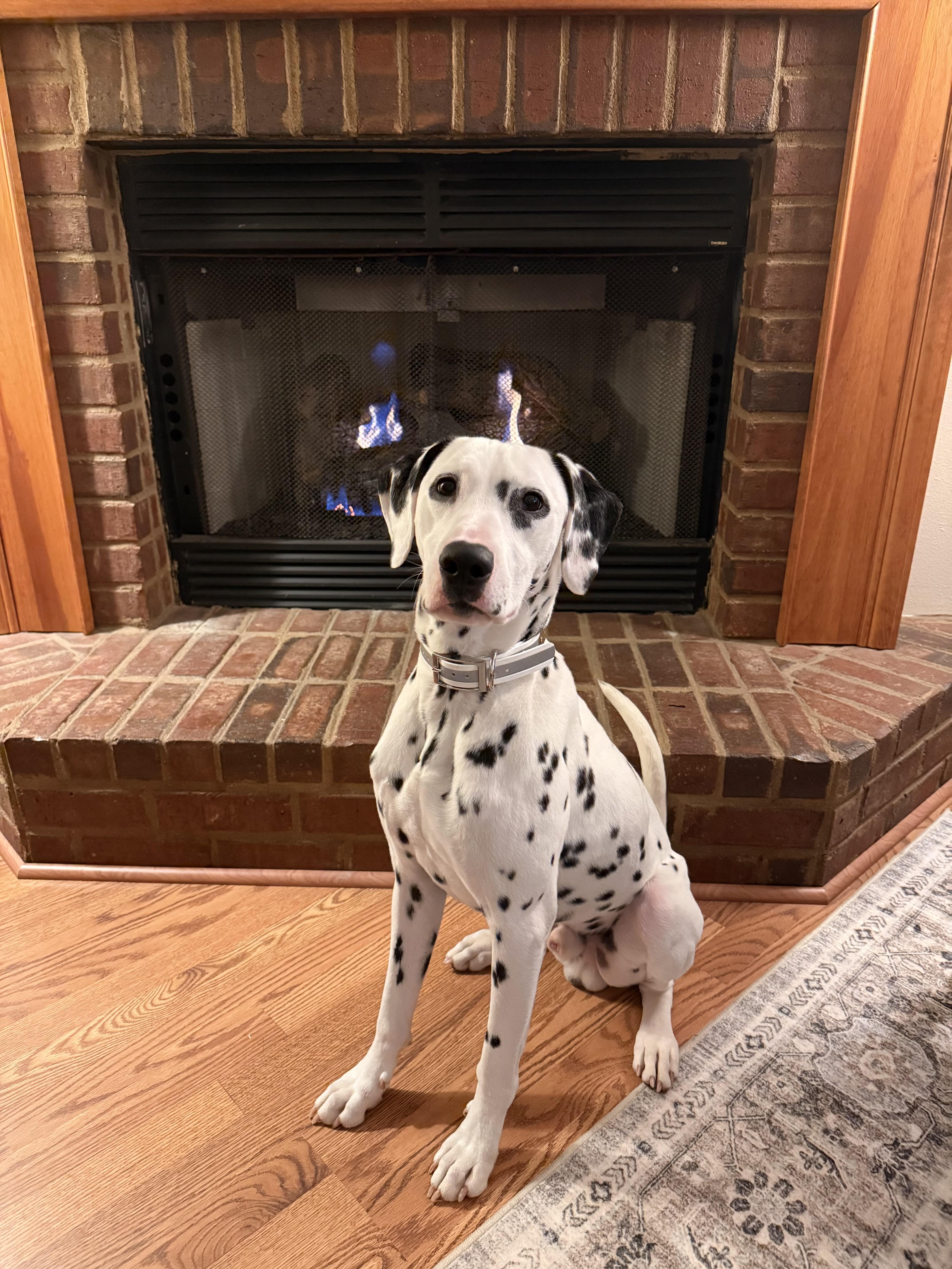 Vance The Sweetest Dalmatian thumbnail 3