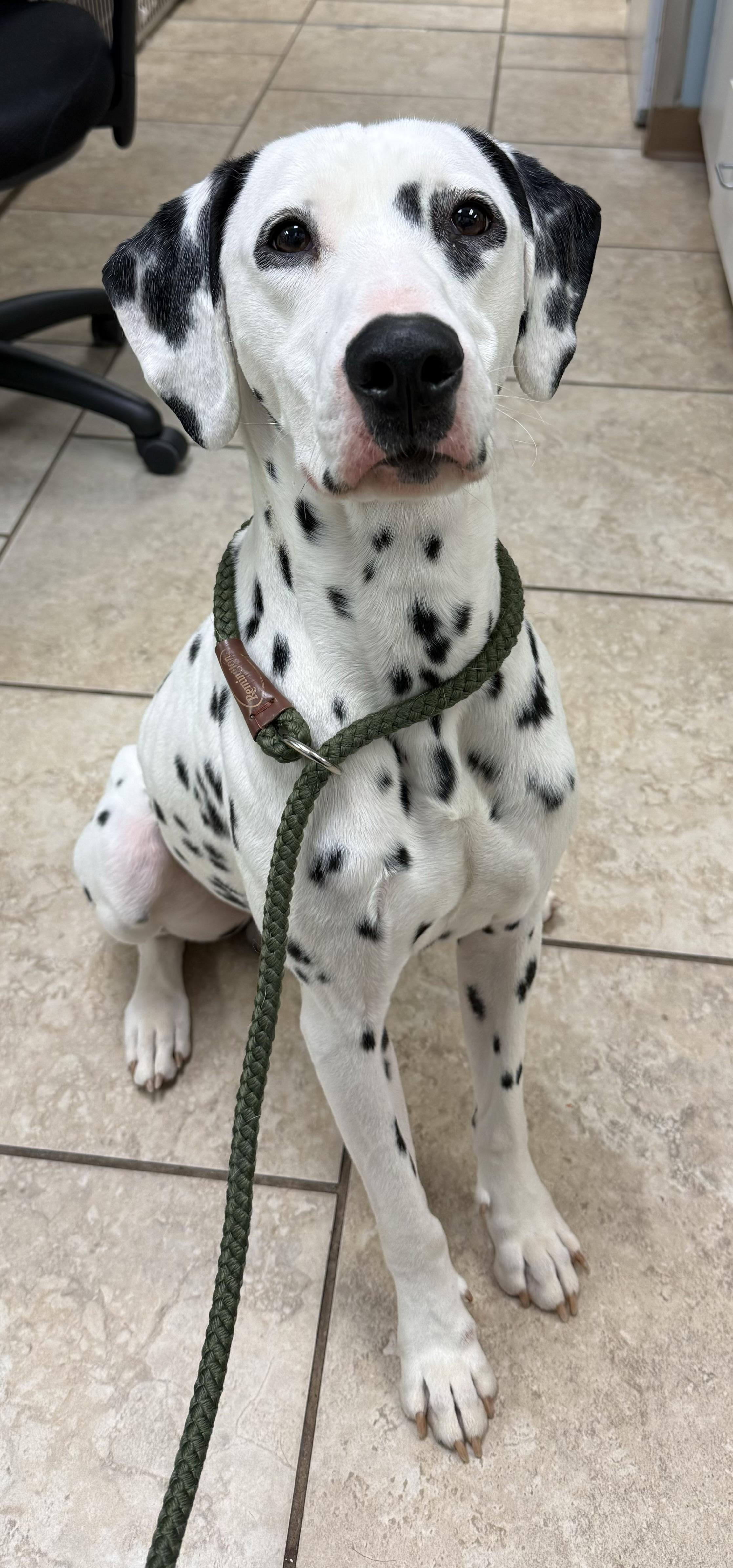 Vance The Sweetest Dalmatian thumbnail 4